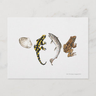 Seashell, Salamander, Salmon Briefkaart