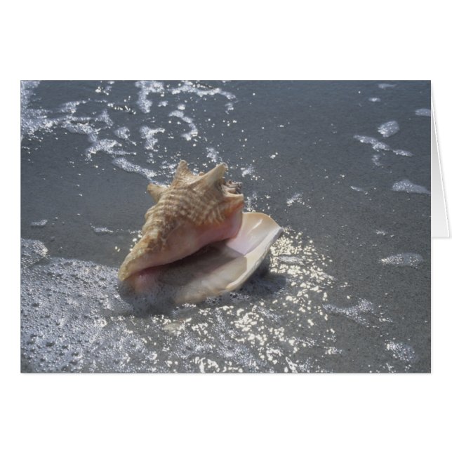 Seashell | Sanibel Island, Floride (Devant horizontal)