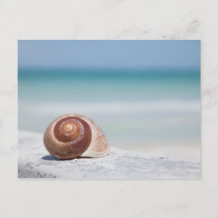 Seashell Sint-Petersburg, Florida Briefkaart