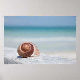 Seashell   Sint-Petersburg, Florida Poster