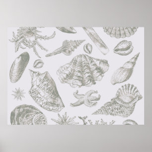 Seashell Soft Antiek Art Beach Shell Poster