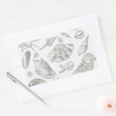 Seashell Soft Antiek Art Beach Shells Rechthoekige Sticker (Envelop)