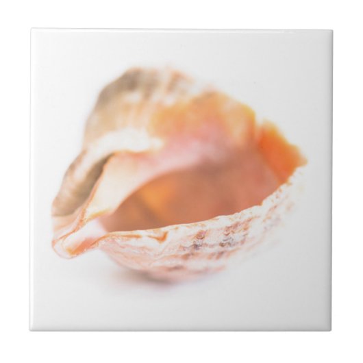 Seashell Tegeltje (Voorkant)