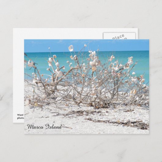 Seashell Tree op Marco Island Briefkaart (Voorkant / Achterkant)
