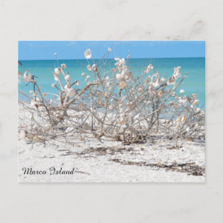 Seashell Tree op Marco Island Briefkaart