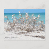 Seashell Tree op Marco Island Briefkaart (Voorkant)