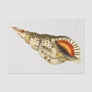 Seashell trompet Illustratie Tissuepapier
