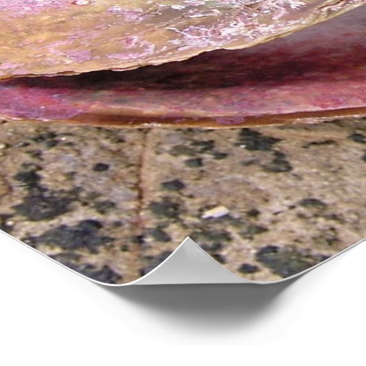 Seashell van de kust poster (Hoek)