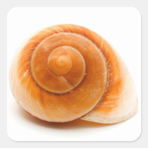 Seashell Vierkante Sticker