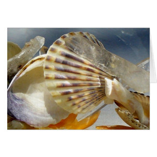 Seashellen en kristal