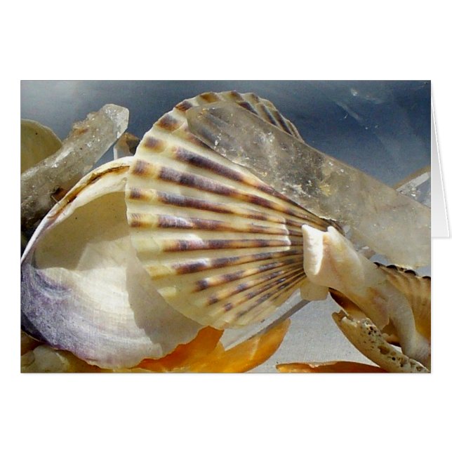 Seashellen en kristal (Voorkant Horizontaal)