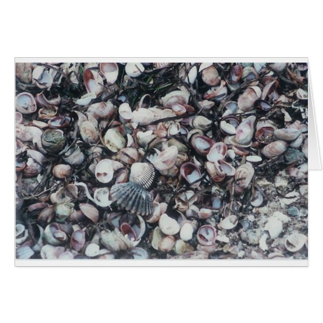 Seashells (Voorkant Horizontaal)