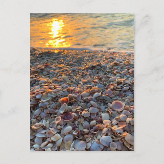 Seashells Beach Sunset Clearwater Florida Foto Briefkaart (Voorkant)