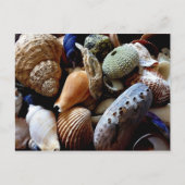 Seashells Briefkaart (Voorkant)