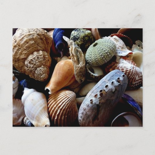 Seashells Briefkaart (Voorkant)