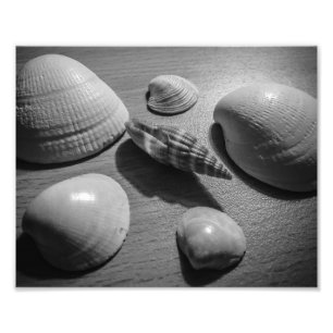 Seashells Foto Afdruk