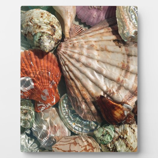 Seashells Fotoplaat (Voorkant)