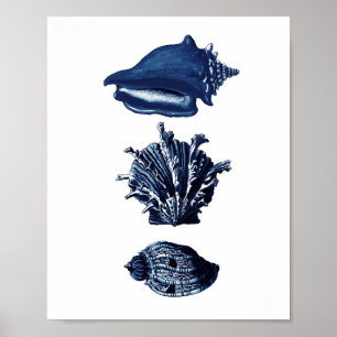 Seashells Navy Blue Decor Poster