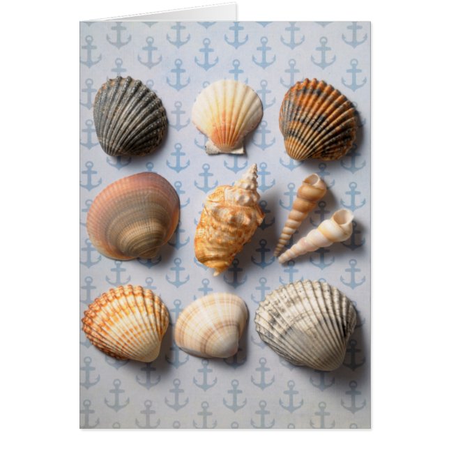 Seashells op ankerachtergrond (Voorkant)