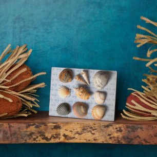 Seashells op ankerachtergrond fotoplaat