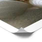 Seashells Print (Hoek)