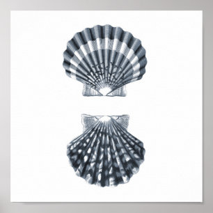 Seashells Sealife Group12A print#4 stranddecor art Poster