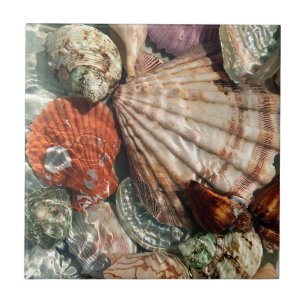 Seashells Tegeltje