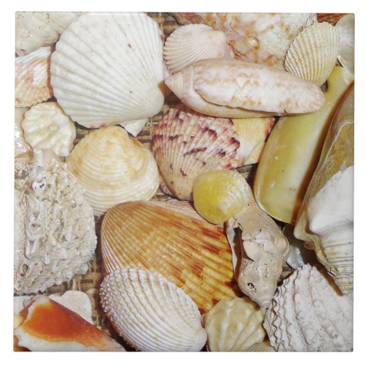 Seashells Tile Tegeltje (Voorkant)