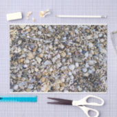 Seashells Tissuepapier (Craft)