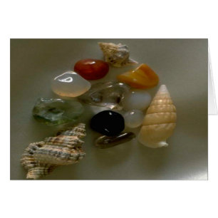 Seashells van de Seashore-