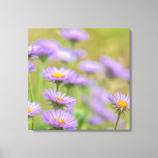 Seaside Daisies Canvas Afdruk (Voorkant)
