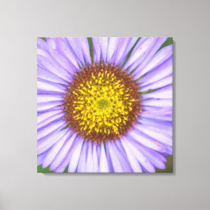 Seaside Daisy Canvas Afdruk