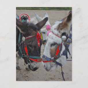 Seaside Donkeys Post Card Briefkaart