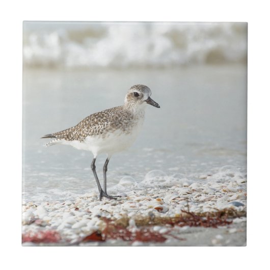 Seaside Plover Tegeltje (Voorkant)