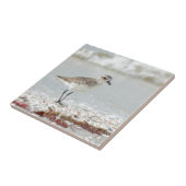 Seaside Plover Tegeltje (Zijkant)