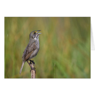 Seaside Sparrow