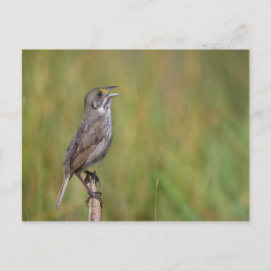 Seaside Sparrow Briefkaart