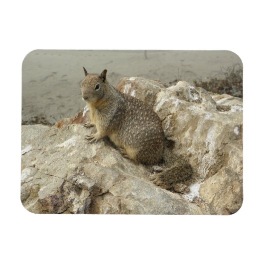 Seaside Squirrel Funny Creature Fotokunst Magneet (Horizontaal)