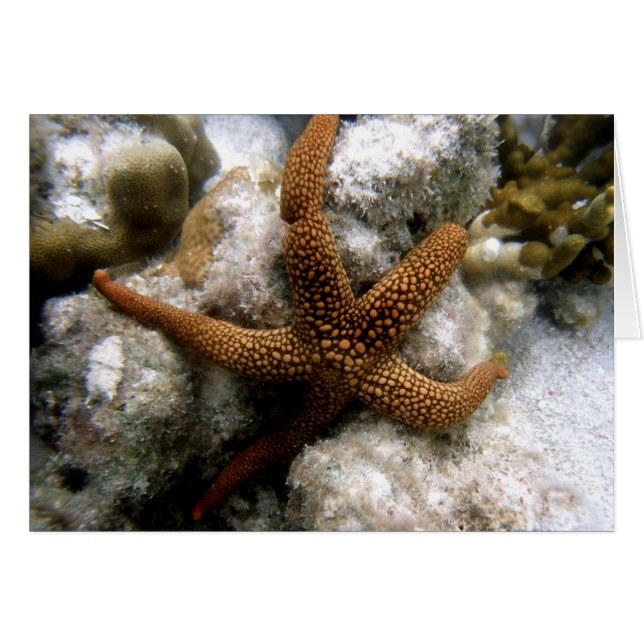 Seastar (Voorkant Horizontaal)
