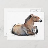 Seated Przewalski 2011 Briefkaart (Voorkant / Achterkant)