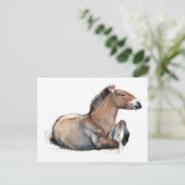 Seated Przewalski 2011 Briefkaart (Staand voorkant)