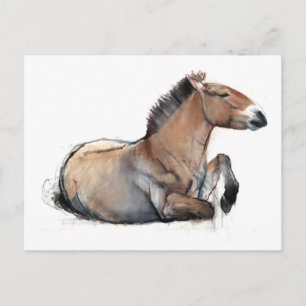 Seated Przewalski 2011 Briefkaart