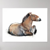 Seated Przewalski 2011 Poster (Voorkant)