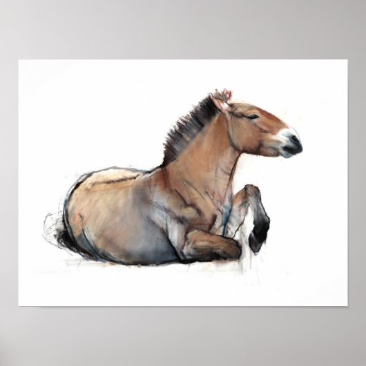 Seated Przewalski 2011 Poster (Voorkant)