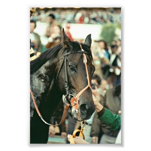 Seattle Slew Thoroughbred 1978 Foto Afdruk (Voorkant)