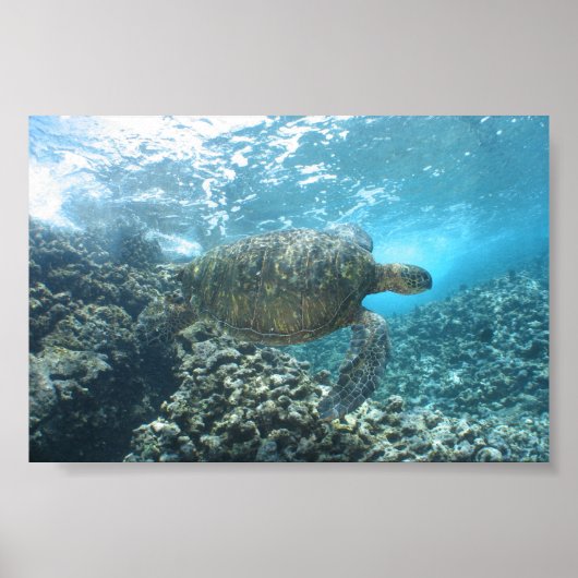 Seaturtle op de Shorebreak Poster (Voorkant)