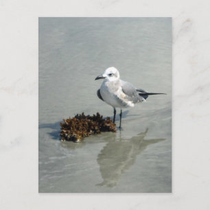 Seaweed Briefkaart