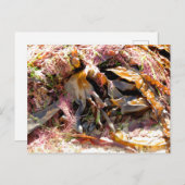 SEAWEED BRIEFKAART (Voorkant / Achterkant)