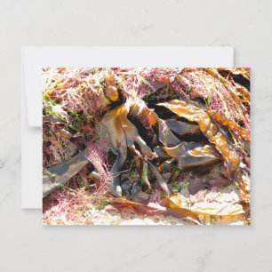 SEAWEED BRIEFKAART