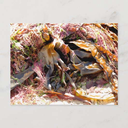 SEAWEED BRIEFKAART (Voorkant)